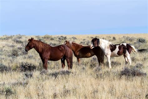  新興大草原！広大な自然と馬の群れを楽しむ旅へ！