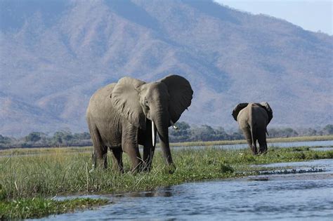  マイン・ゲームズ・リザーブ： nigeria の自然と野生動物の織りなす壮大な物語！