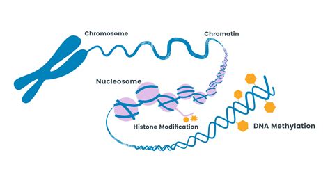 What Does a Methylation Test Show? Exploring the Mysteries of Epigenetic Patterns